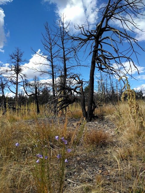 Black Forest Regional Park