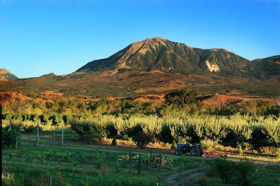 Delicious Orchards Farm Market