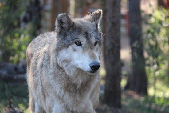Colorado Wolf and Wildlife Center