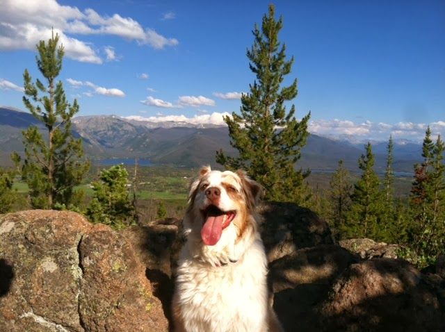 Mountain Mongrels Dog Boarding